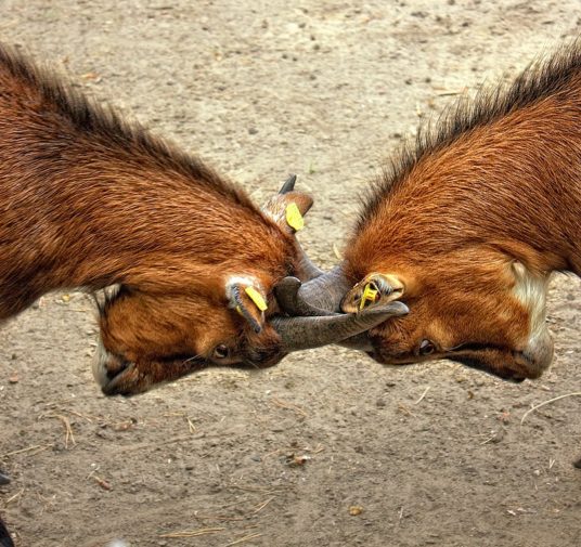 Conflict Resolution for COOs