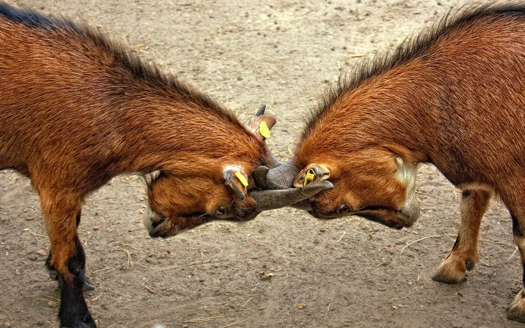 Conflict Resolution for COOs